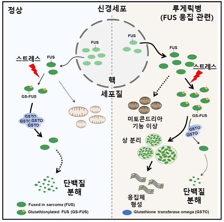 루게릭병 발병과정에서 퍼스 단백질 응집이 촉진되는 원리.[한국기초과학지원연구원 제공]