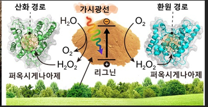 리그닌의 광촉매적 과산화수소 생성 및 활성화된 효소 반응에 대한 모식도.[KAIST 제공]