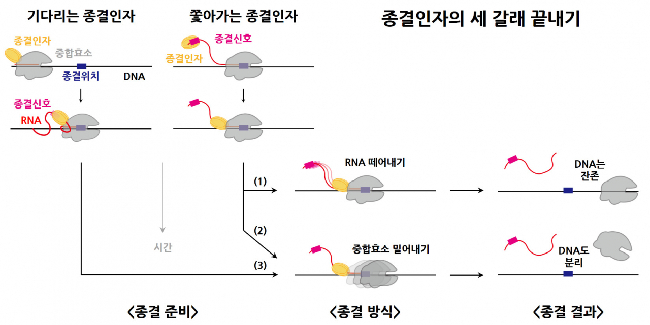 대장균 전사종결인자의 세 갈래 끝내기 모식도.[KAIST 제공]