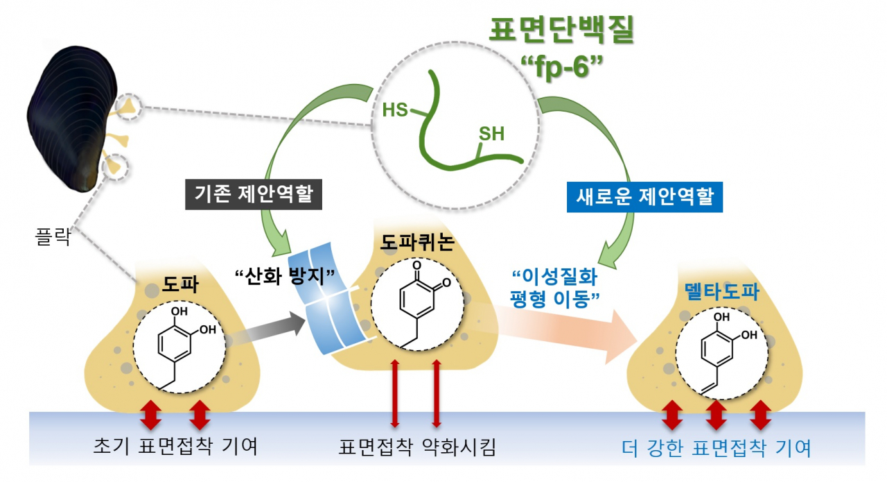 시스테인을 포함하는 홍합의 표면단백질이 델타도파로의 이성질화 평형 이동을 유도하여 산화적인 수중환경에서 표면접착 유지에 기여하는 새로운 역할 모식도.[포스텍 제공]