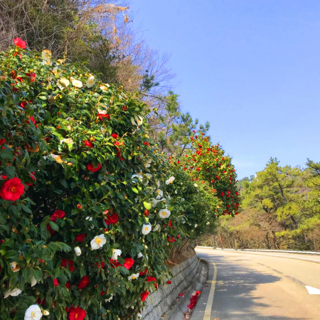 태종대 동백길