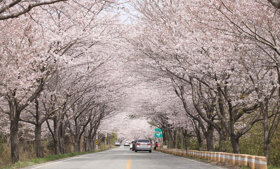 사진은 전라남도 강진군 금곡사 벚꽃길 전경. [강진군]