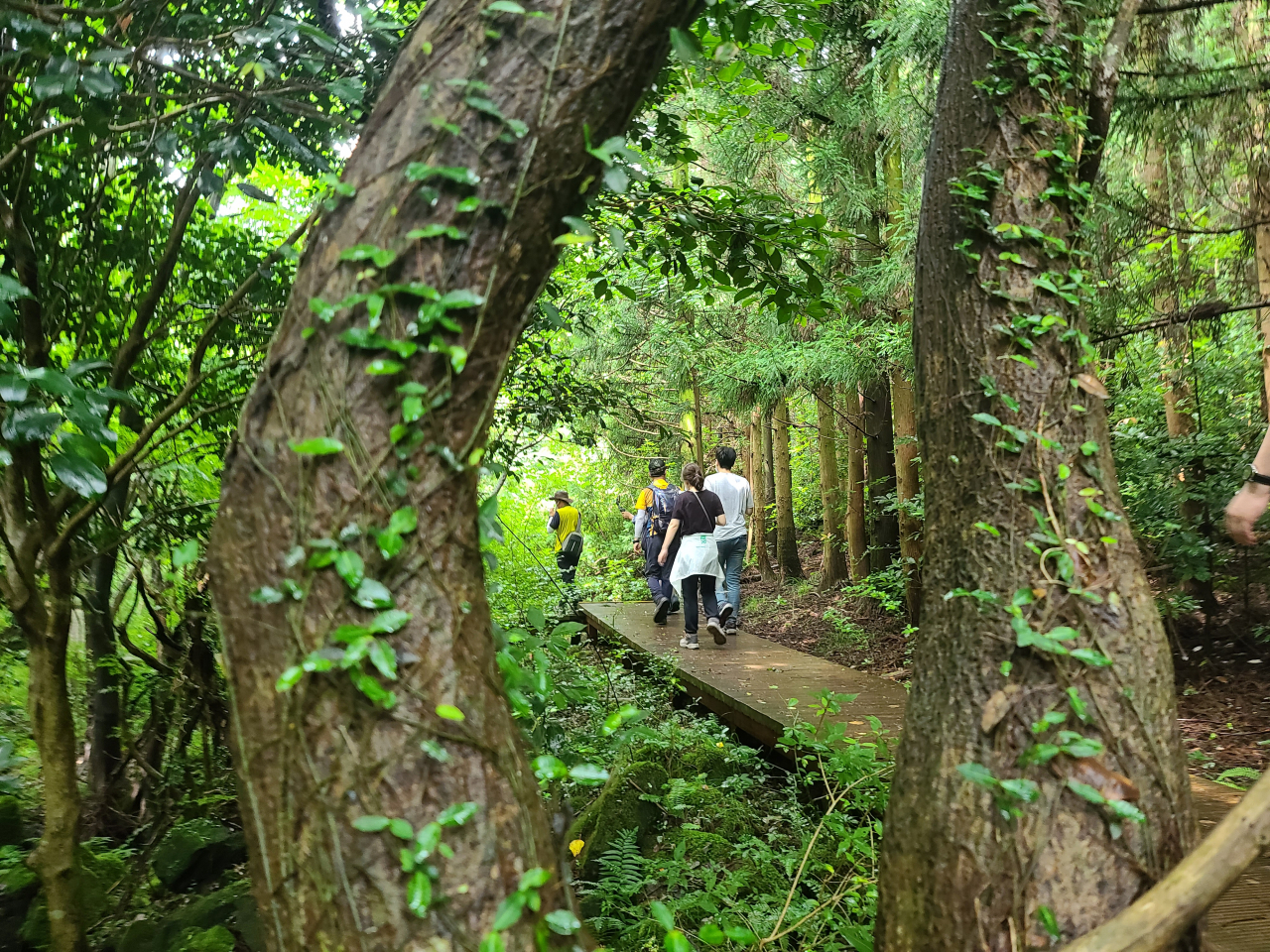 가장 제주 다운 곳, 거문오름 탐방로. 예약제로 운영된다. 자연 생태와 가까운, 양대 도시 외곽엔 한끼 8000원대 가성비 높은 식당도 많다.
