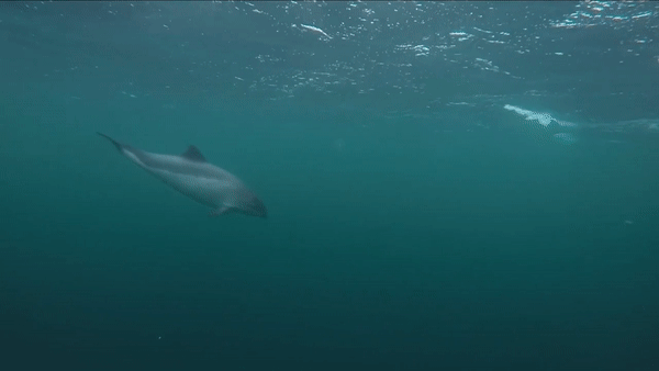 [유튜브 'Marine Life Adventure Society' 채널 캡처]