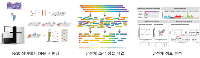 차세대 염기서열 분석 방법 (NGS)의 전체 과정. NGS 장비를 통해 분석하고자 하는 샘플의 DNA를 잘라서, 수 억개의 DNA 조각들을 생성한다. 생성된 DNA 조각들은 유전체 정렬 소프트웨어를 통해 참조 유전체에 맞춰 정렬이 이뤄진다. 전처리 작업이 완료된 시퀀싱 데이터는 다양한 유전체 분석 작업에 사용 된다.[KAIST 제공]
