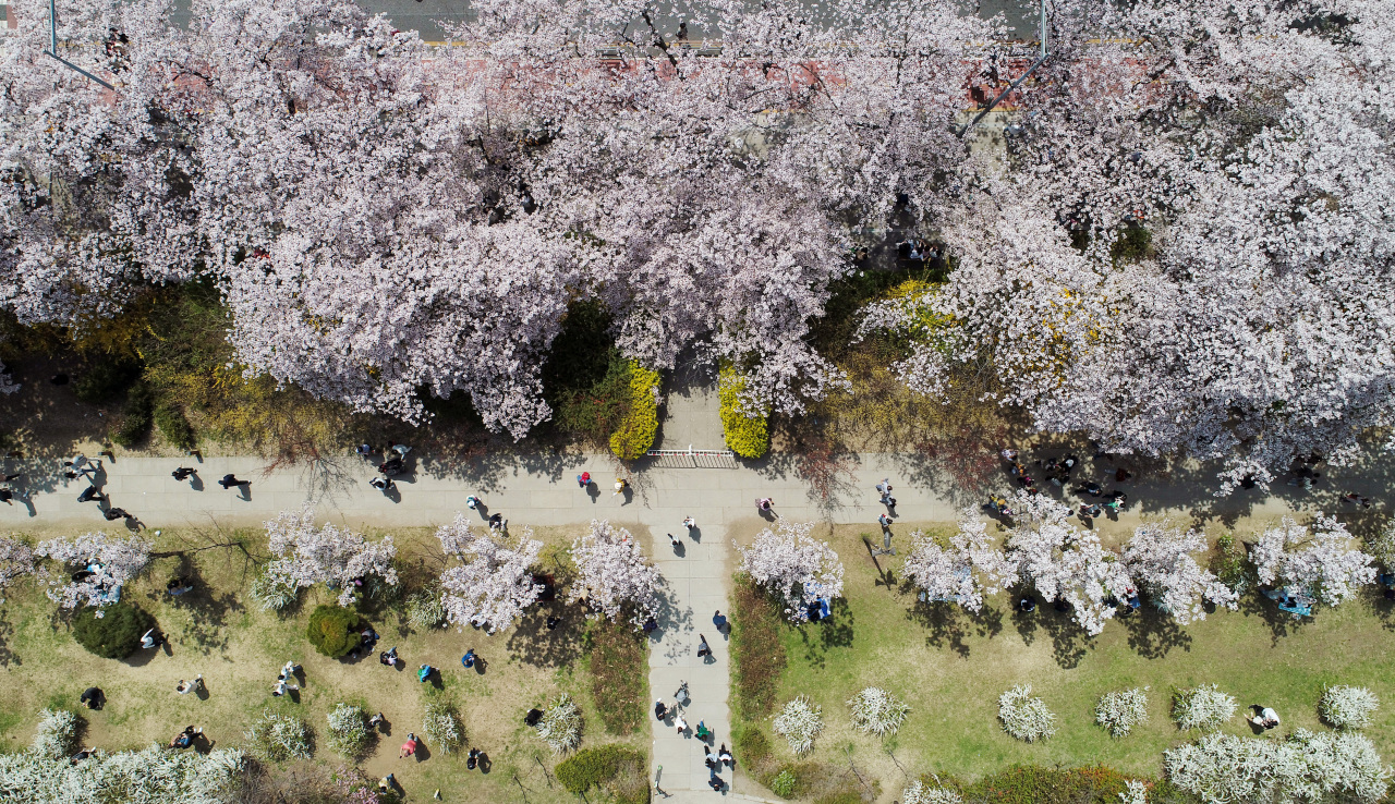 Seoulites picnick on Sunday at a reverside park in Yeouido, central Seoul, where cherry blossom trees are in full bloom. South Korean health officials say the remaining social distancing restrictions may end April 18 as omicron wave recedes. (Yonhap)