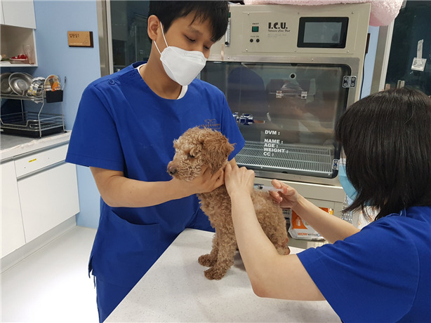 광견병 예방접종을 맡고 있는 반려견의 모습. [서울시 제공]