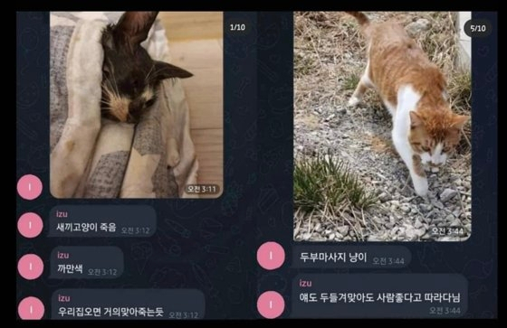 [전국길고양이보호단체연합]
