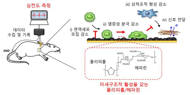 대식세포의 모집, 염증성 분극, 상처조직 형성의 완화 능력이 있어 신호측정용 전극으로써 장기 안정성을 가지는 표면 미세구조를 가지는 폴리피롤·헤파린 전극.[광주과학기술원 제공]