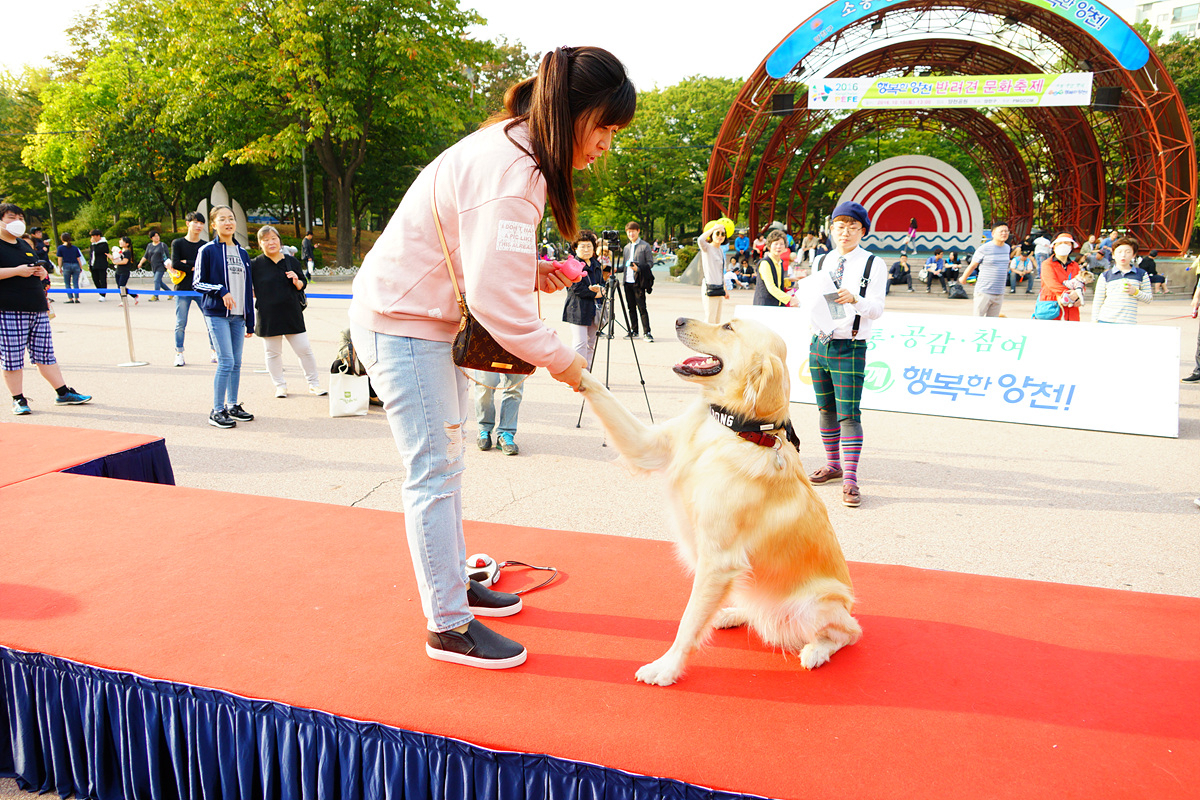 양천구에서 열렸던 반려견 문화축제의 모습. [양천구 제공]