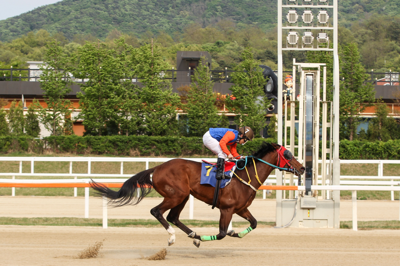 1일 열린 제20회 헤럴드경제배 대상경주에서 위너스맨과 서승운 기수가 결승선을 통과하고 있다./마사회 제공