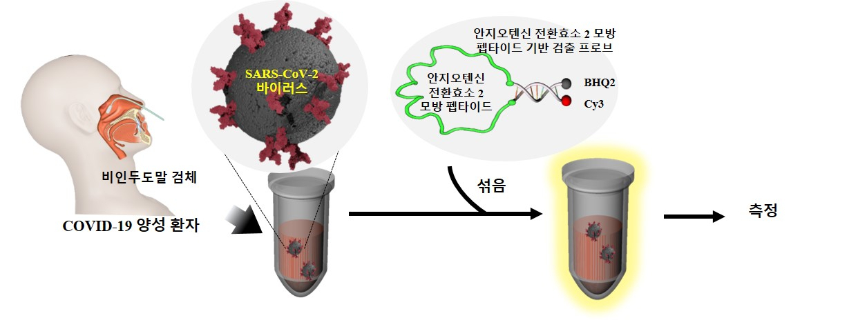 ACE2 모방 펩타이드 기반 나노 프로브를 통한 코로나19 양성 환자의 개략적 판별 과정.[한국생명공학연구원 제공]