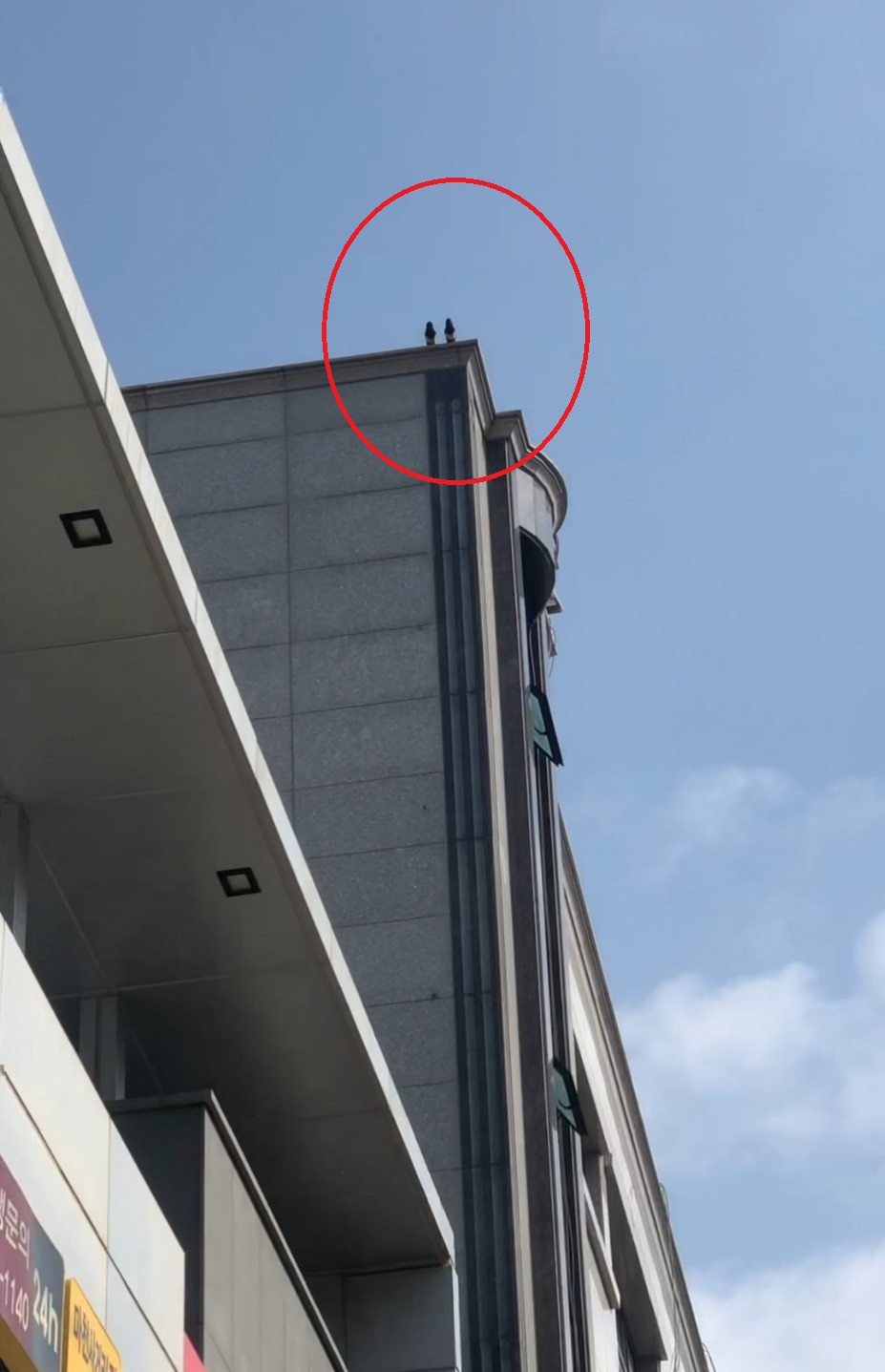 옆 건물에서 아기새가 있는 옥상 쪽을 바라보는 부모 까치들의 모습 [독자 제공]