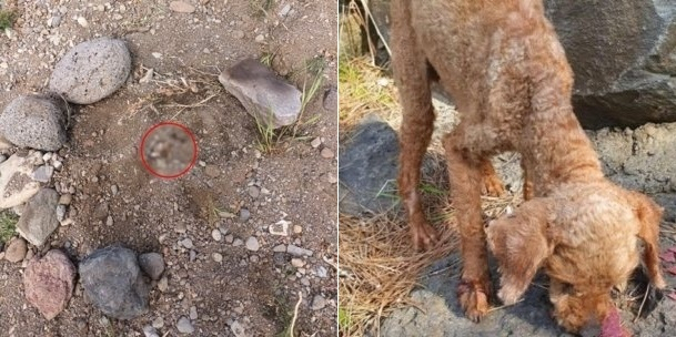 지난달 19일 오전 8시50분께 제주 내도동 도근천 인근에서 입과 코만 내민 채 땅 속에 생매장당한 강아지가 발견됐을 당시 상황(왼쪽)과 구조된 강아지. [온라인 커뮤니티 캡처]