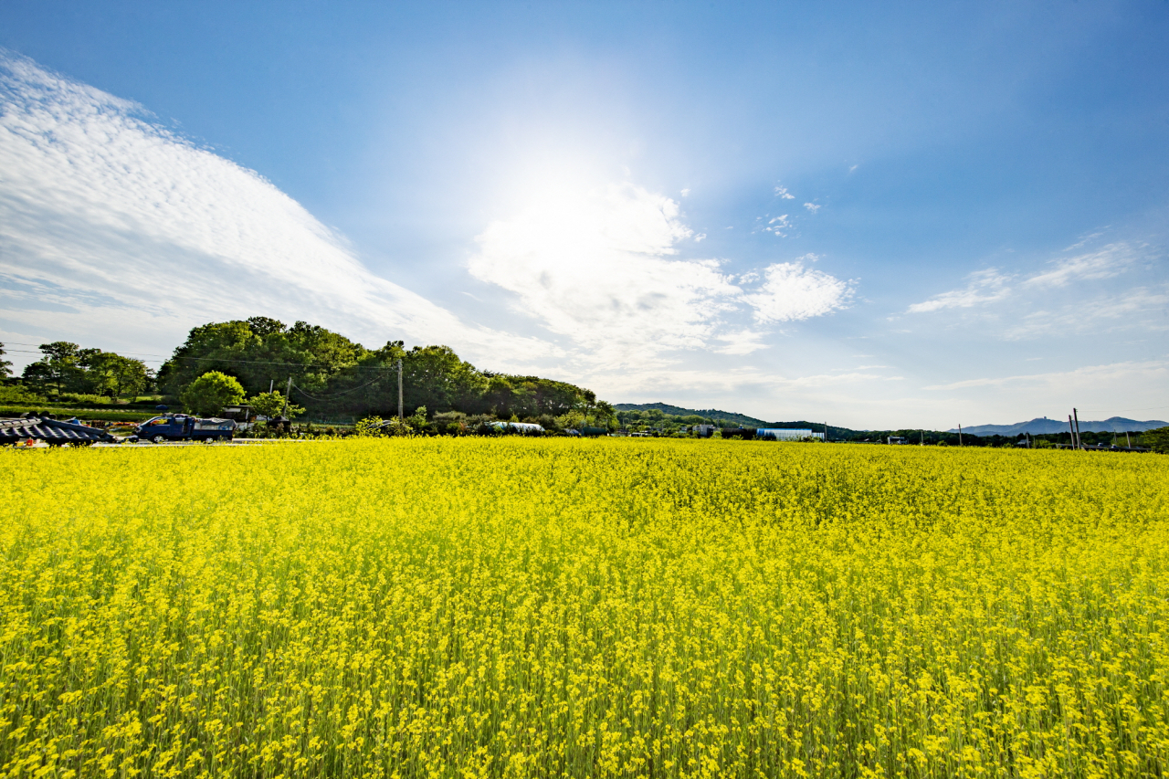 의왕시 초평동 유채밭