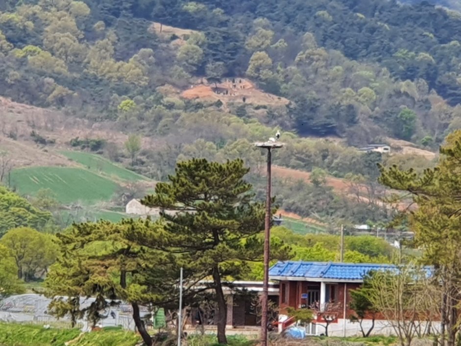 Two storks nest on an artificial nesting tower in Yesan, South Chungcheong Province, April 21. (Stork Monitoring Database)