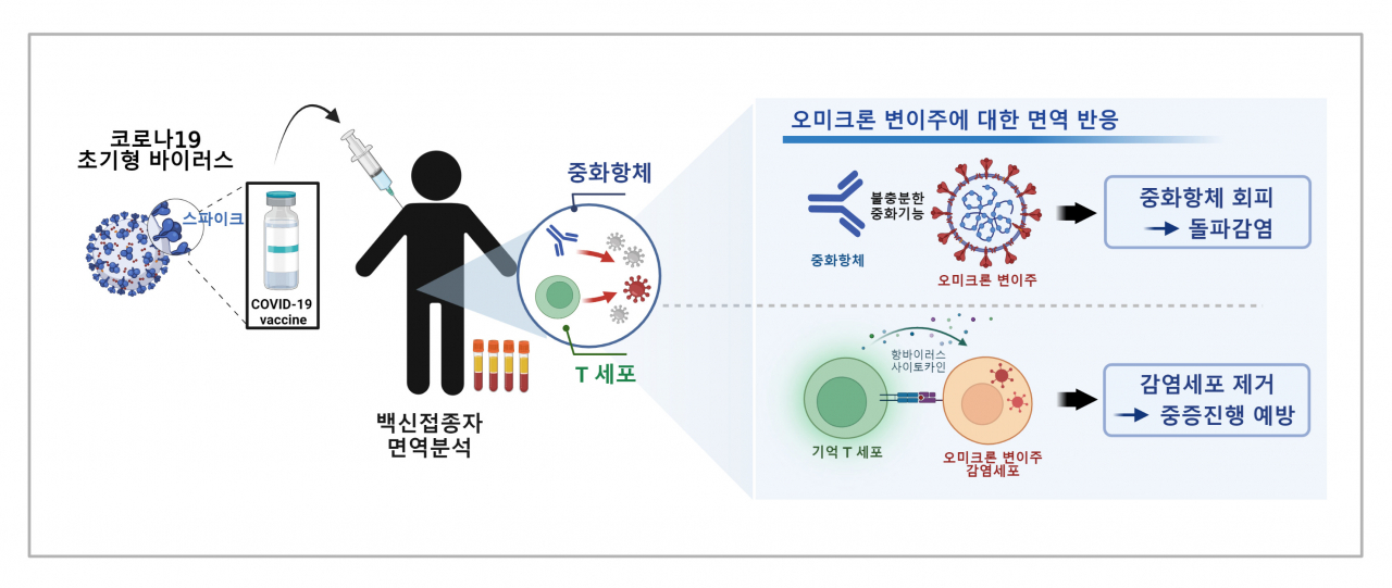 코로나19 백신에 의해 유발된 기억T세포의 오미크론 변이주에 대한 항바이러스 작용.[IBS 제공]