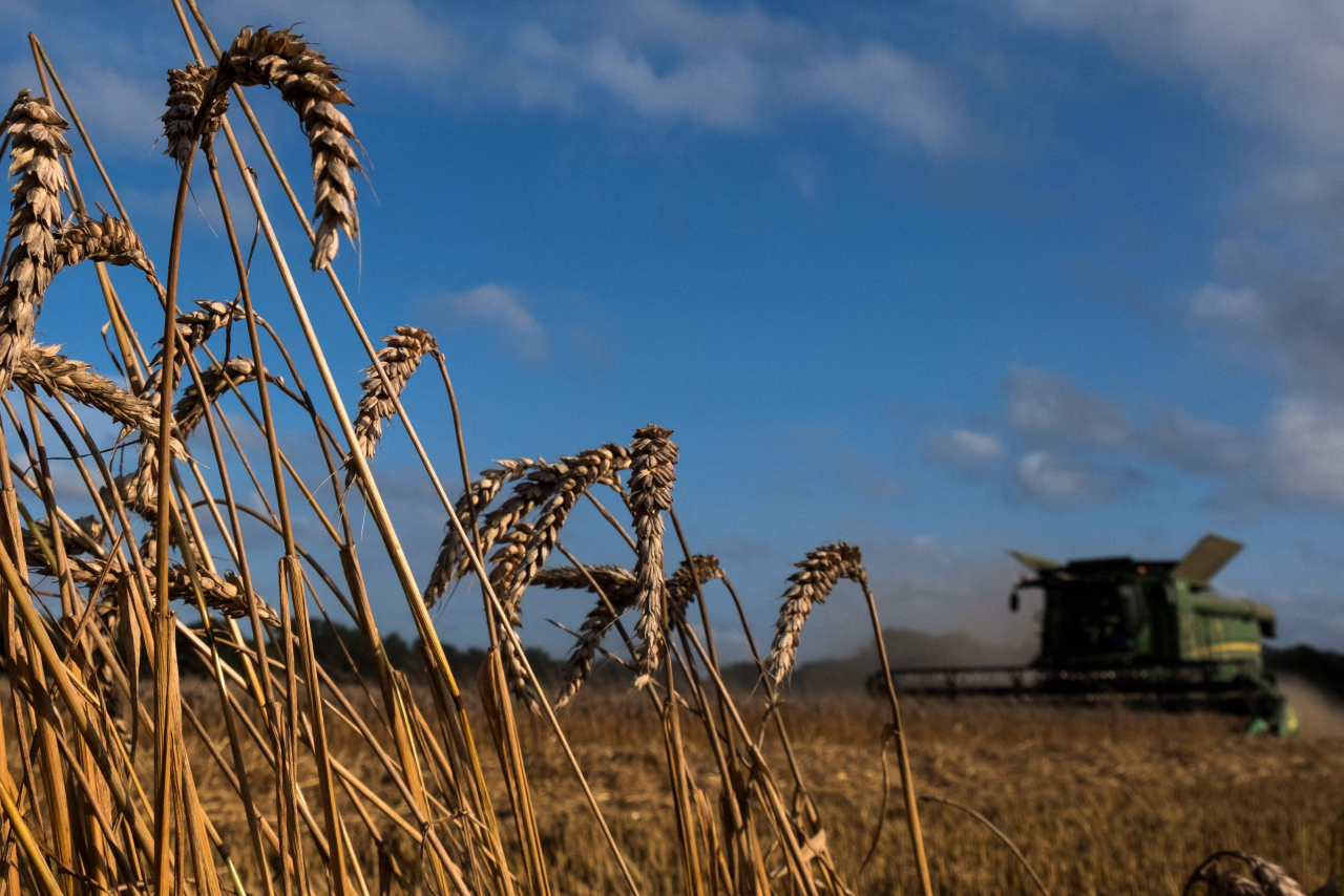 밀 주요 생산국인 인도가 수출 통제에 나서자 유럽 시장에서 밀 가격은 16일(현지시간) 톤 당 453달러로 뛰었다. 사진은 프랑스 북서부 밀 밭의 모습이다. [AFP]