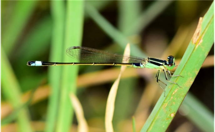 푸른아시아실잠자리(Ischnura senegalensis). [환경부 제공]