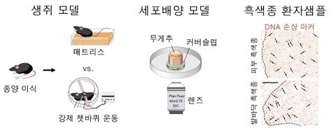 체중부하가 발바닥 흑색종 발달에 미치는 영향을 확인하기 위해 실시한 실험들