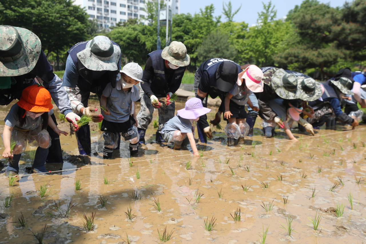지난 17일 서울 양천구 신트리공원에서 개최된 ‘도심 속 모내기 체험 행사’에 참여한 어린이들이 못줄 열에 맞춰 모를 심고 있다. [연합]