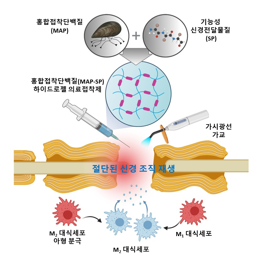 광가교 홍합접착단백질 기반 하이드로젤 의료접착제를 이용한 무봉합 신경문합술을 통한 절단된 신경 조직 재생 적용에 대한 모식도.[포스텍 제공]