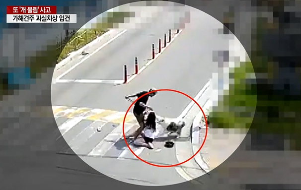강원도 양양에서 반려견과 산책하던 신혼부부가 개물림 사고를 당하는 장면. [YTN 뉴스 캡처]