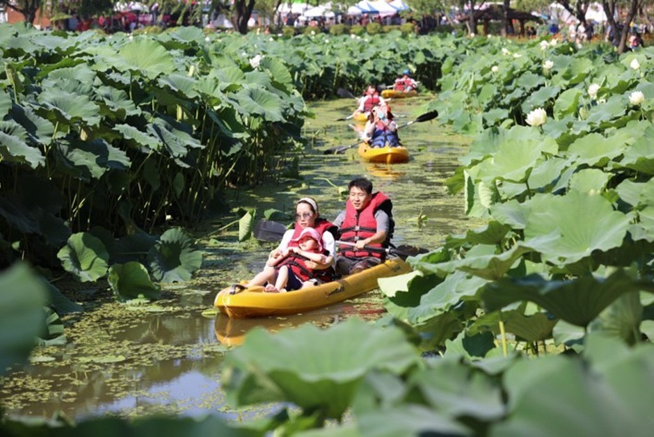 Wide view of visitors walking along a wooden path through a dense field of pink and white lotus flowers at the Buyeo Seodong Lotus Festival at Gungnamji Pond in Buyeo South Chungcheong Province
