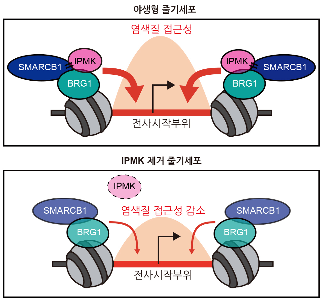 IPMK 효소에 의한 SWI/SNF 단백질 복합체의 기능조절 모식도.[KAIST 제공]