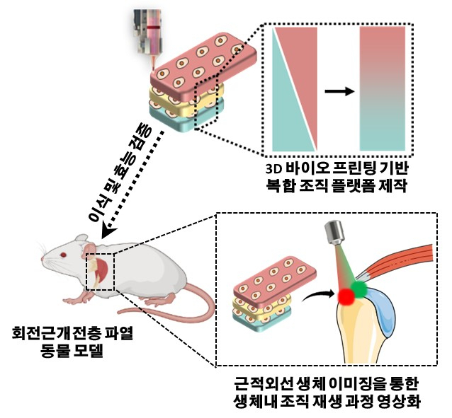 복합 조직 플랫폼 모식도.[포스텍 제공]