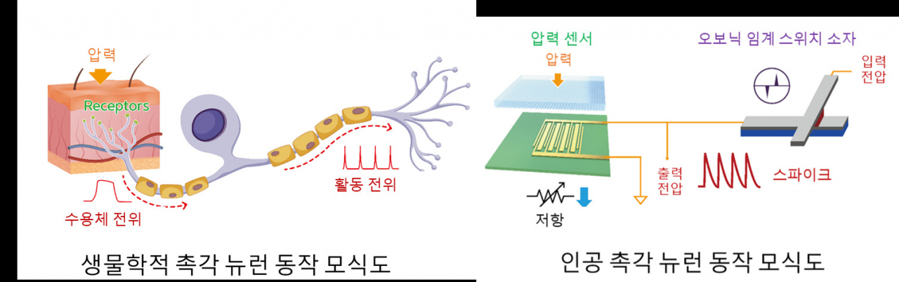 생물학적 촉각 뉴런과 KIST 연구팀이 개발한 인공 촉각 뉴런 소자의 동작 비교 모식도.[KIST 제공]