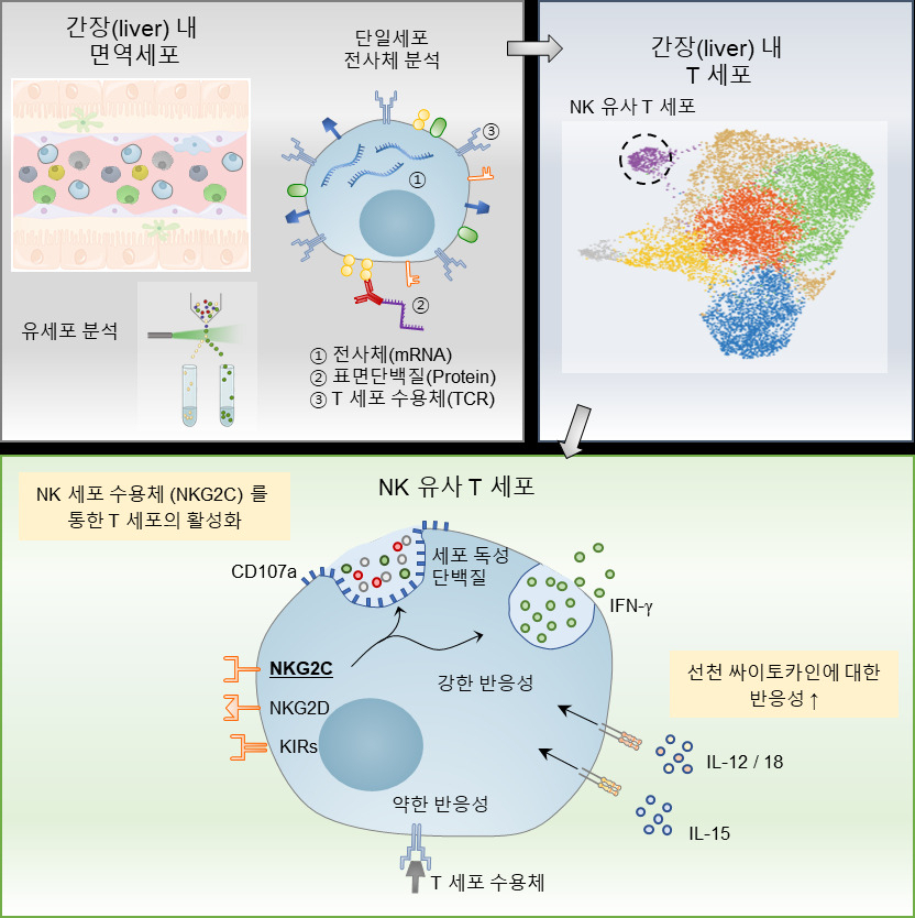 NK 유사 T 세포 특성 모식도.[KAIST 제공]