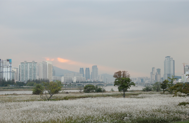 울산 태화강의 가을 3대 명소 중 ‘하구 억새군락지’ [울산시 제공]