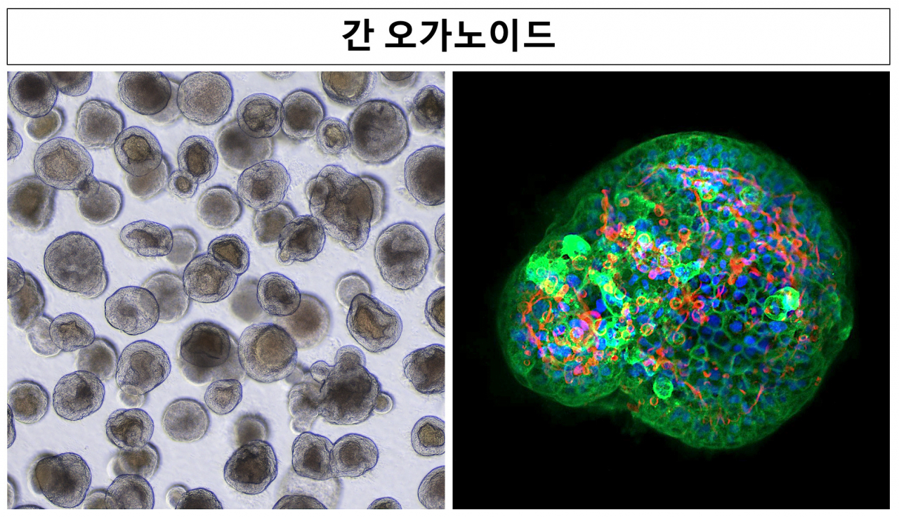 ‘간 오가노이드’ 현미경 확대 사진.[안전성평가연구소 제공]