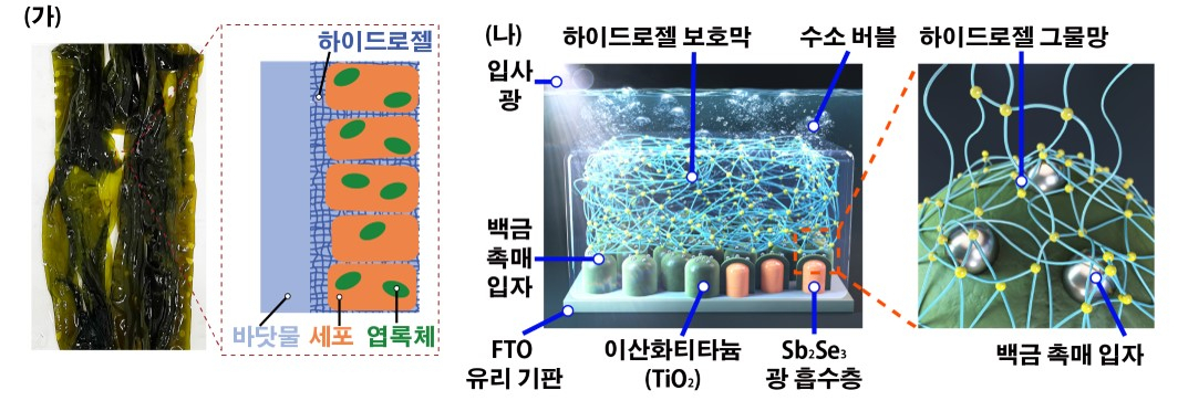 (가)해조류 표면 구조 개요도 (나)하이드로젤 코팅된 광전극 구조. [연세대학교 제공]