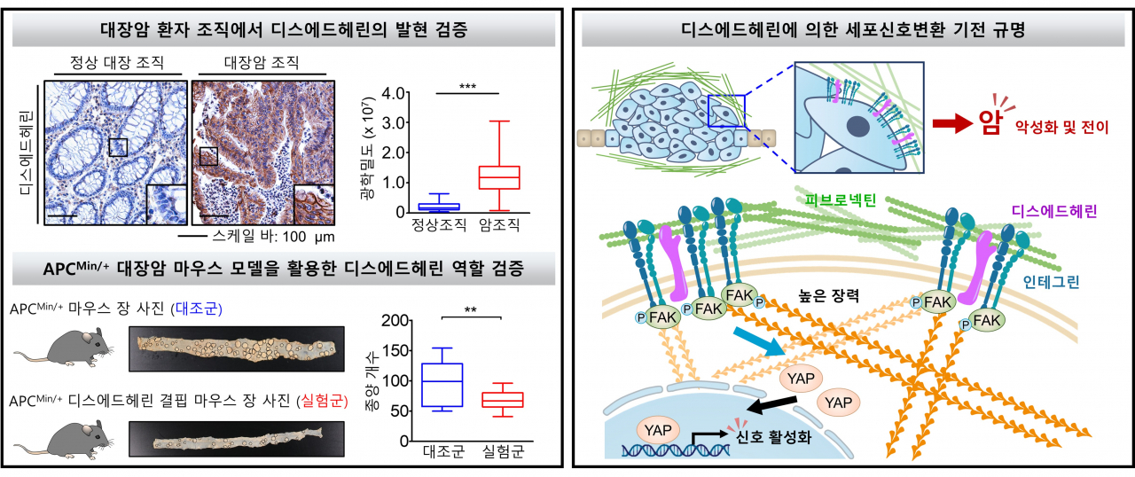 디스에드헤린에 의한 세포신호변환 기전 모식도.[GIST 제공]