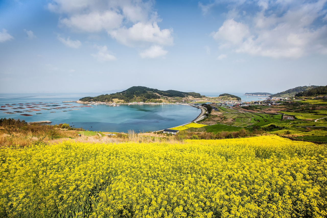 완도 청산도의 봄 전경