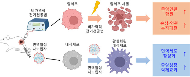 면역활성 나노입자와 비가역적 전기천공법의 병용을 통한 면역 항암치료.[성균관대학교 제공]