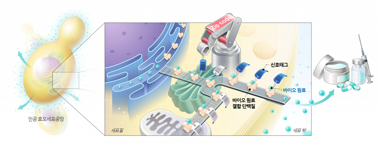바이오원료를 생산하는 인공 세포공장 속의 특정 바이오원료를 세포 밖으로 배송할 수 있는 시스템.[한국화학연구원 제공]