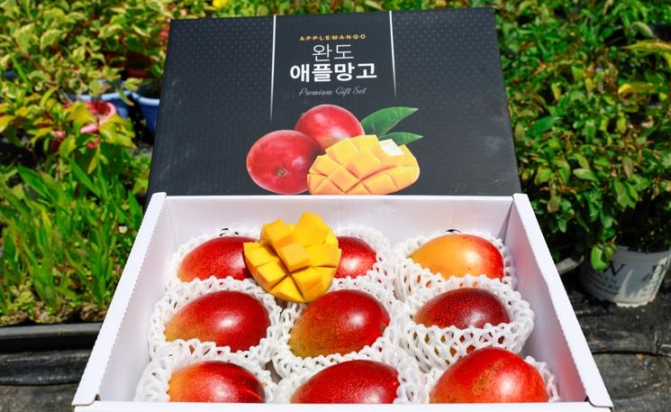 아열대 과수 완도 애플망고