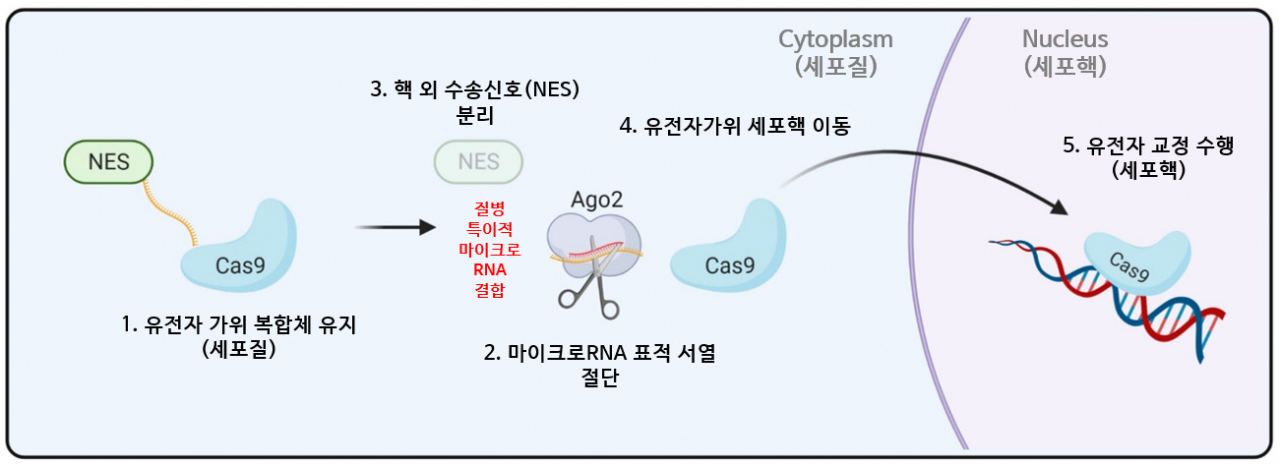 세포 내 '셀프 체크인'의 마이크로RNA 특이적 작용 모식도.[KAIST 제공]