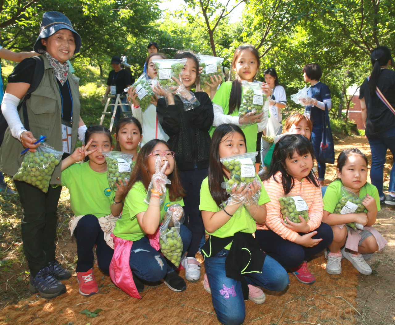 2018년 서울 도봉구 창2동 초안산 매실 축제에 참가한 아동들이 매실 수확 체험을 하고 있다. [도봉구 제공]