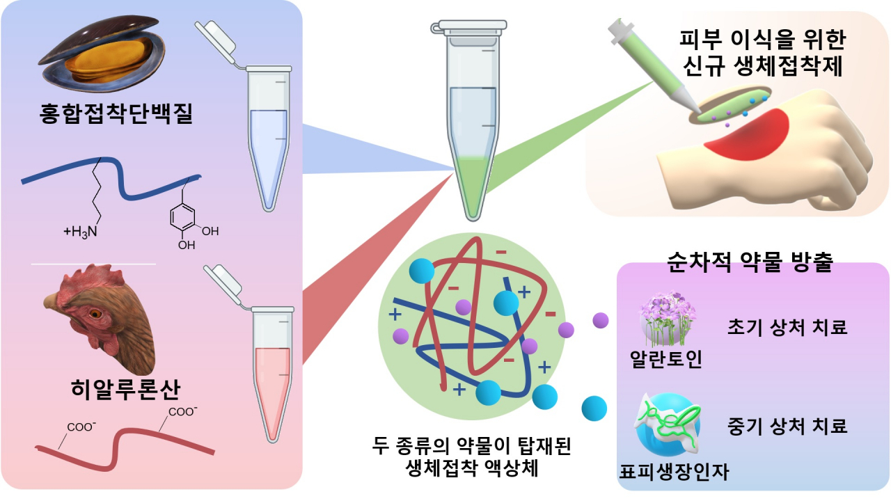 상처 치료용 이중 약물(알란토인, 표피생장인자)을 탑재, 방출 가능한 홍합접착단백질 소재 기반의 무봉합 피부 이식용 의료접착제 모식도.[포스텍 제공]