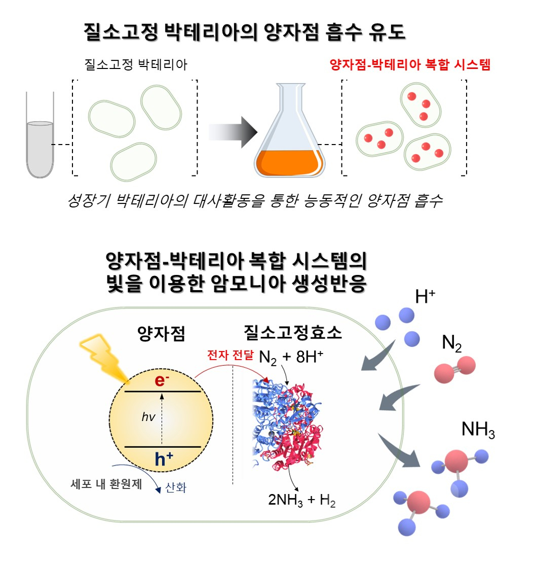 양자점-박테리아 복합 시스템 형성 및 빛을 이용한 암모니아 생성반응.[KAIST 제공]