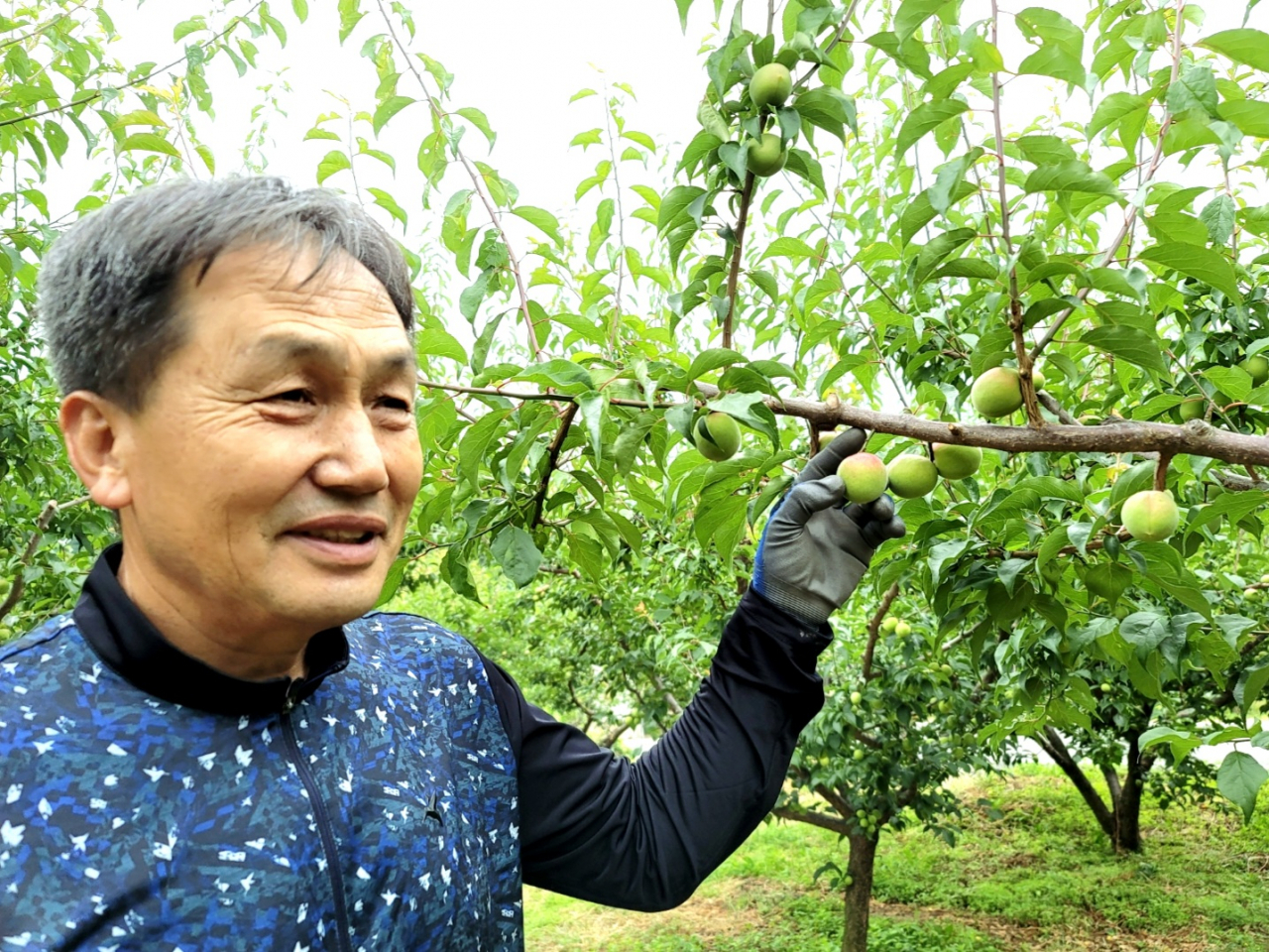 “이른 봄 설레셨죠?” 1월에 꽃 피더니…냉해 피해에 매실 농사도 망쳤다 [지구, 뭐래?]