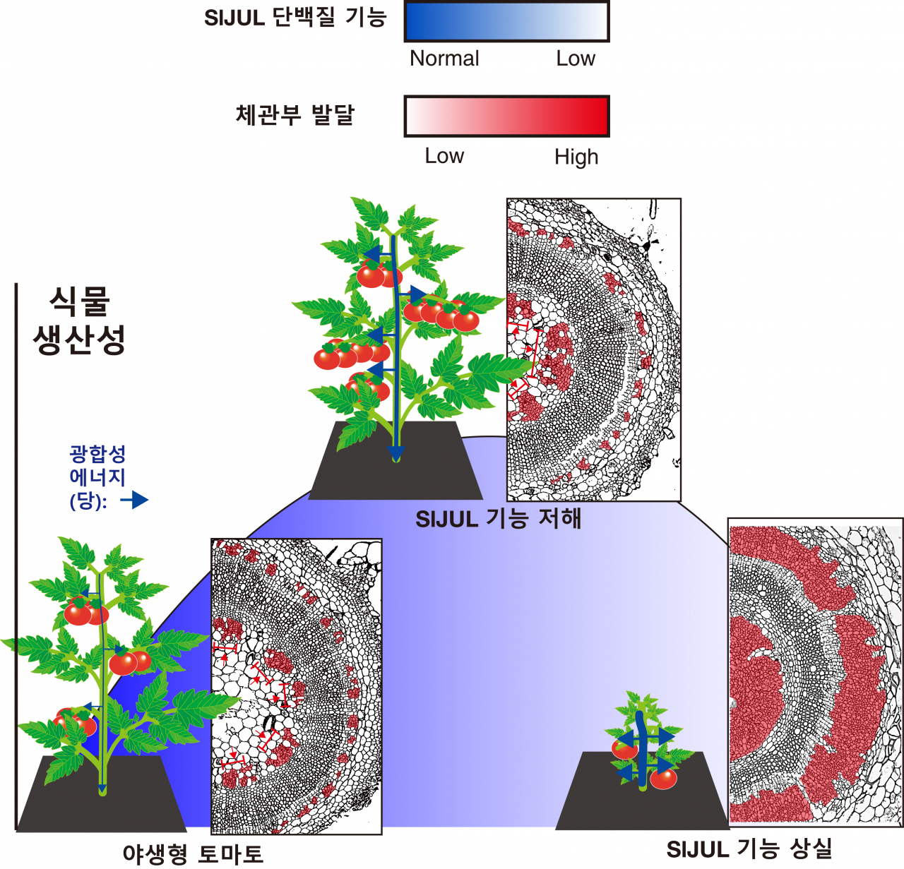 체관부 발달, 광합성에너지 분배, 생산성 간의 상관관계 모식도.[포스텍 제공]