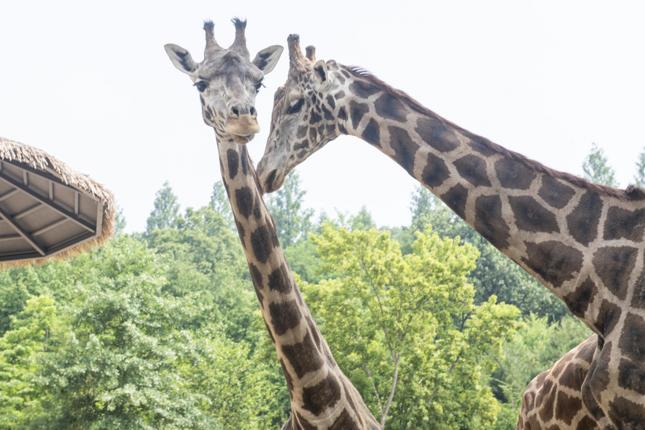 “I'm Korean Giraffe~”