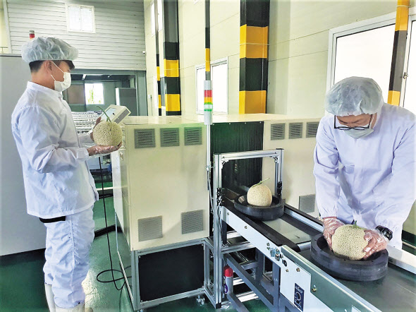 진주원예농협의 AI 선별기 측정 결과를 보고 있는 모습 [롯데마트 제공]