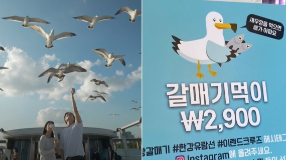 How feeding seagulls became a boat trip selling point