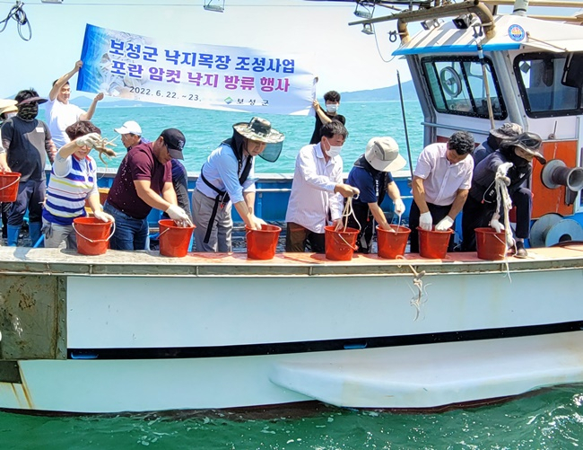 보성군이 낙지목장 조성사업 일환으로 알 밴 암컷낙지를 대량 방류하고 있다.